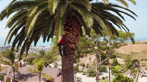 Vista-Aérea-of-a-tree-trimmer-cutting-palm-tree-fronds-on-a-southern-california-hillside-1