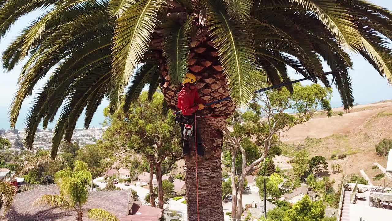 Aerial Of A Tree Trimmer Cutting Palm Tree Fronds On A Southern ...