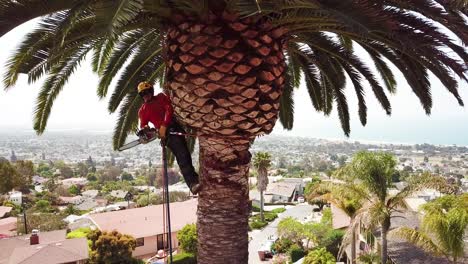 Antena-De-Una-Podadora-De-árboles-Cortando-Hojas-De-Palmera-En-Una-Ladera-Del-Sur-De-California-4