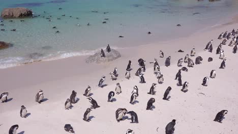 Dutzende-Von-Esels-Schwarzfußpinguinen-Sitzen-An-Einem-Strand-Am-Kap-Der-Guten-Hoffnung-In-Südafrika-1