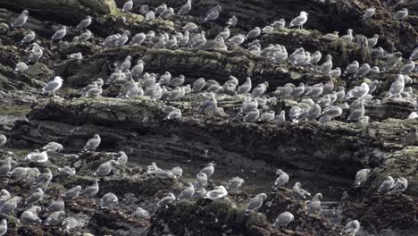 Una-Gran-Bandada-De-Gaviotas-De-California-(Larus-Californicus)-En-La-Rocosa-Costa-De-La-Costa-Del-Pacífico-En-Pismo-Beach-California