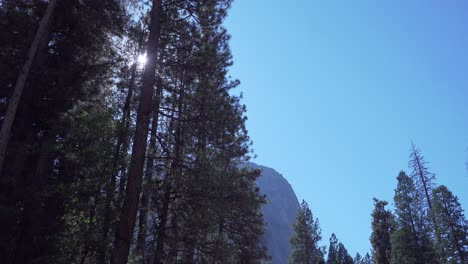 A-big-granite-wall-rises-behind-sunlight-through-a-stand-of-tall-pine-trees-in-Yosemite-Valley-Yosemite-National-Park-CA