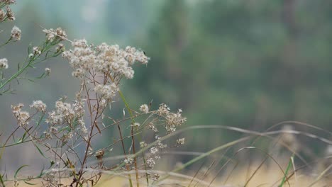 Close-up-grass-and-seed-pods-in-late-autumn-in-the-Yosemite-Valley-Yosemite-National-Park-California