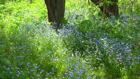 Beautiful-wildflowers-grow-around-the-base-of-a-tree-in-spring