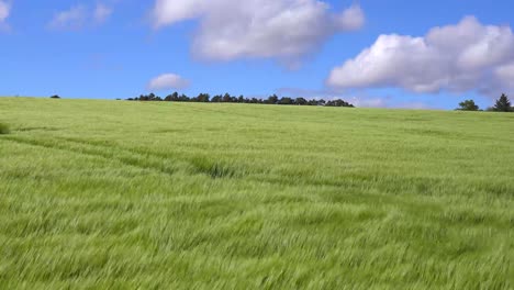 Wind-blows-across-beautiful-green-fields-in-the-countryside-1
