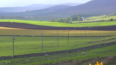 Wunderschöne-Grüne-Felder-Im-Nördlichen-Hochland-Von-Schottland