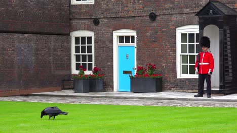 Beefeater-Guards-Mit-Rabenvordergrund-Am-Tower-Of-London-In-London-England