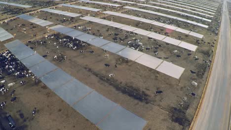 Aerial-over-the-pens-at-a-cattle-ranch-and-slaughterhouse-in-Central-California-1