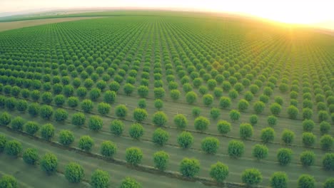 A-beautiful-aerial-over-a-huge-almond-orchard-in-California-at-sunset