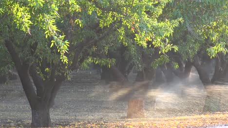 Los-Almendros-Se-Riegan-En-Un-Campo-De-California-Durante-Un-Período-De-Sequía-1