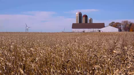 Maisfelder-Wehen-In-Der-Brise-An-Einem-Sonnigen-Farmtag-In-Wisconsin