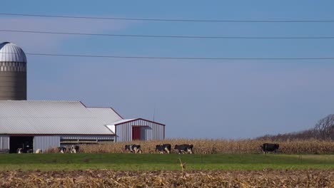 Schwenk-über-Einen-Milchviehbetrieb-In-Wisconsin,-Als-Kühe-Den-Stall-Betreten