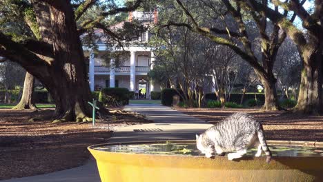 A-cat-drinks-from-a-fountain-in-front-of-a-beautiful-gracious-Southern-mansion-on-an-estate-amongst-oak-trees