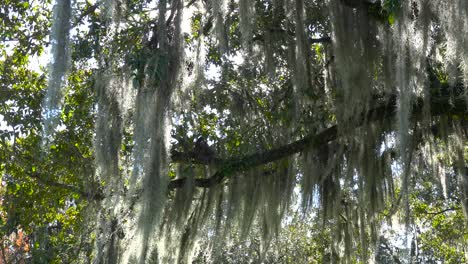 Spanish-moss-hangs-from-the-branches-of-oak-trees-in-the-deep-south-of-the-United-States