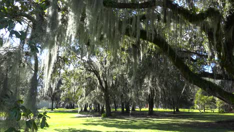 Spanish-moss-hangs-from-the-branches-of-oak-trees-in-the-deep-south-of-the-United-States-1
