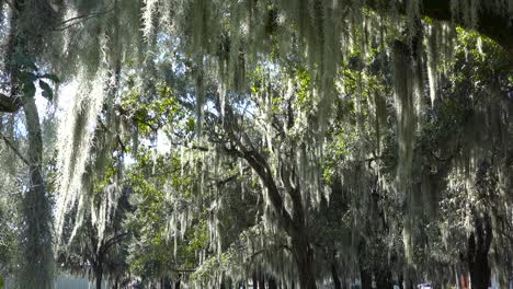 Spanish-moss-hangs-from-the-branches-of-oak-trees-in-the-deep-south-of-the-United-States-2
