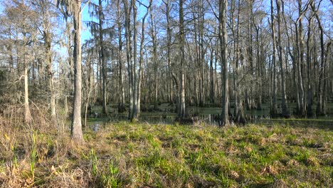 Establishing-shot-of-a-thick-mangrove-swamp-in-Louisiana