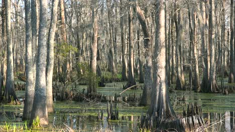 Plano-De-Establecimiento-De-Un-Manglar-Espeso-En-Luisiana-1