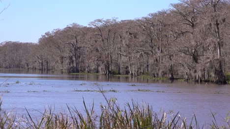 Establishing-shot-of-a-thick-mangrove-swamp-in-Louisiana-2