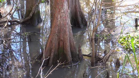Ein-Mangrovenbaum-Wächst-Aus-Feuchtem-Sumpfland-In-Louisiana
