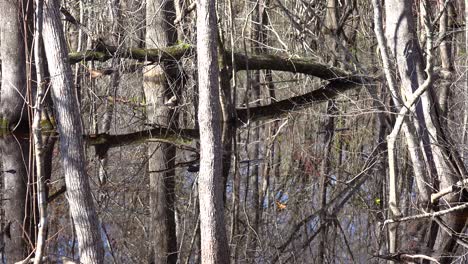 A-mangrove-trees-grows-out-of-wet-swampland-in-Louisiana-2