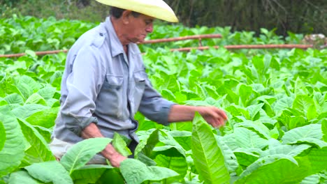 Ein-Tabakbauer-Arbeitet-Auf-Den-Feldern-In-Der-Nähe-Von-Vinales-Cuba-3