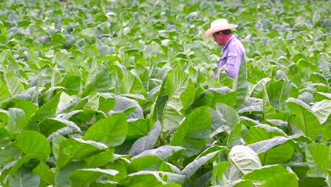 Un-Agricultor-De-Tabaco-Trabaja-En-Los-Campos-Cerca-De-Viñales-Cuba-4