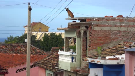 Ein-Hund-Steht-Hoch-Oben-Auf-Einem-Gebäude-Mit-Blick-über-Die-Stadt-Trinidad-Kuba-1