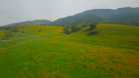 Eine-Niedrige-Antenne-über-Weiten-Mohn--Und-Wildblumenfeldern-In-Kalifornien-1