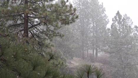 A-blinding-snowstorm-strikes-in-the-Sierra-Nevada-mountains-1