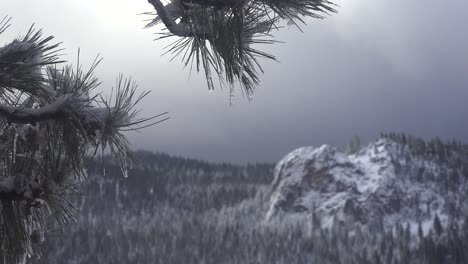 Icicles-hang-from-a-pine-branch-in-front-of-a-beautiful-snow-scene-in-winter-in-the-high-Sierra-Nevada-mountains