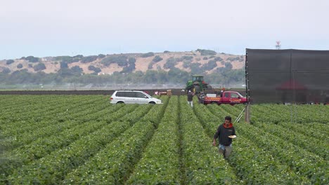 Ein-Erdbeerpflücker-Aus-Mexiko-Arbeitet-Auf-Den-Kalifornischen-Feldern
