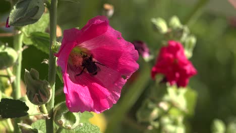 Eine-Hummel-Bestäubt-Eine-Große-Rosa-Blume-Im-Garten