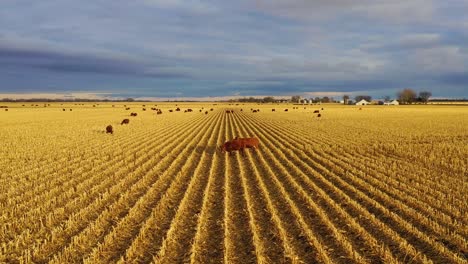 Beautiful-drone-vista-aérea-over-farm-fields-with-cows-at-dusk-in-rural-Nebraska
