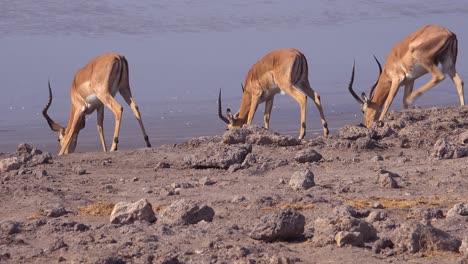 Nervöse-Impalas-Versammeln-Sich-An-Einer-Wasserstelle-Auf-Safari-In-Afrika