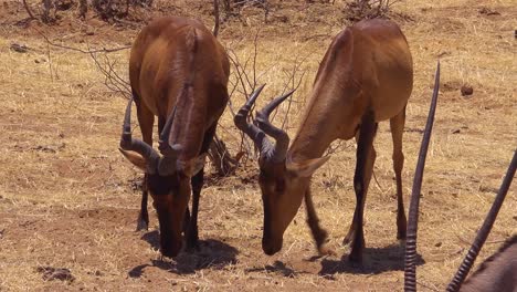 Two-red-hartebeest-stand-in-the-grass-on-safari-in-Africa