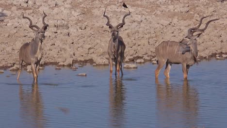 Three-kudu-antelopes-drinking-at-a-watering-hole-in-Africa