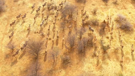 Bemerkenswerte-Drohnenantenne-Folgt-Einer-Großen-Herde-Eland-Antilopen-In-Der-Savanne-Afrikas-Und-Einer-Hervorragenden-Wildtiersafari-Action-Aufnahme