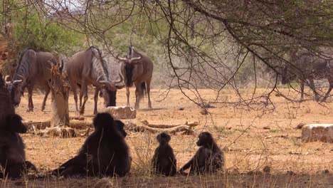 Eine-Herde-Gnus-Zieht-Durch-Die-Afrikanische-Savanne,-Während-Pavianaffen-Unter-Einem-Baum-Zuschauen
