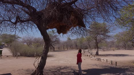 Una-Mujer-Está-Debajo-De-Un-Enorme-Nido-De-Pájaro-Tejedor-Sociable-En-Un-árbol-En-Namibia