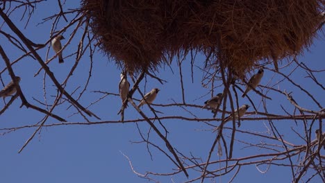 Close-up-of-the-nest-of-the-sociable-weaver-bird-on-the-plains-of-Namibia-Africa