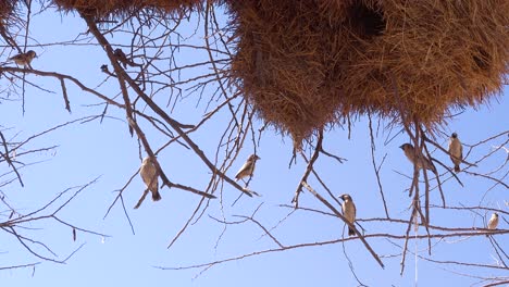 Close-up-of-the-nest-of-the-sociable-weaver-bird-on-the-plains-of-Namibia-Africa-1