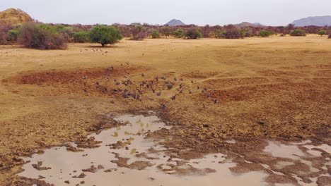 An-aerial-shot-of-a-group-of-Guinea-Fowl-birds-busting-into-flight-from-a-watering-hole-in-Africa