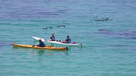 Kayakers-paddle-past-jackass-black-footed-penguins-swimming-in-the-Atlantic-Ocean-waters-off-South-Africa