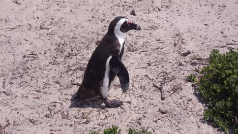 Buen-Cierre-De-Jackass-Pingüino-De-Patas-Negras-Caminando-Por-Una-Playa-En-El-Cabo-De-Buena-Esperanza-Sudáfrica