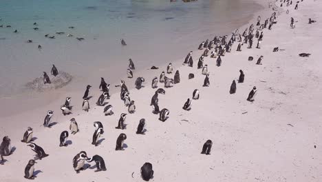 Dutzende-Von-Esels-Schwarzfußpinguinen-Sitzen-An-Einem-Strand-Am-Kap-Der-Guten-Hoffnung-In-Südafrika-South