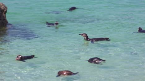 Dutzende-Von-Esels-Schwarzfußpinguinen-Schwimmen-In-Der-Nähe-Von-Boulder-Beach-Am-Kap-Der-Guten-Hoffnung-In-Südafrika-1