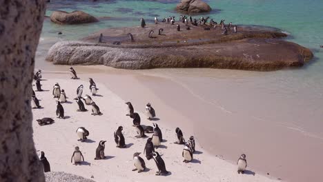 Dutzende-Von-Esels-Schwarzfußpinguinen-Sitzen-An-Einem-Strand-Am-Kap-Der-Guten-Hoffnung-Südafrika-2-South