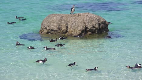Decenas-De-Pingüinos-De-Patas-Negras-Jackass-Nadan-Cerca-De-La-Playa-De-Boulder-En-El-Cabo-De-Buena-Esperanza,-Sudáfrica-2