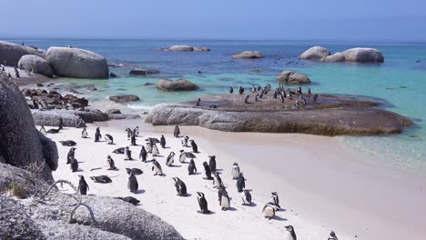 Dutzende-Von-Esels-Schwarzfußpinguinen-Sitzen-An-Einem-Strand-Am-Kap-Der-Guten-Hoffnung-In-Südafrika-3